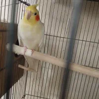 یه جفت عروس هلندی|پرنده|تهران, امیریه|دیوار