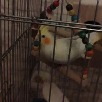 عروس هلندی|پرنده|شیراز, شهرک قمشه|دیوار