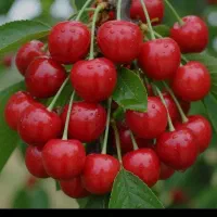 فروش نهال گیلاس تکدانه با انواع نهال ضمانتی