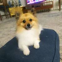 گمشده|حیوانات|اصفهان, بهارستان|دیوار