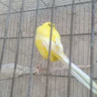 قناری رسمی بلند