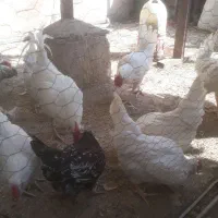 تخم مرغ گلین فول کیفیت|حیوانات مزرعه|شیراز, راهنمایی|دیوار