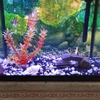 آکواریوم شیشه خم ماهیران. ma24حرفه ای|ماهی|قزوین, |دیوار