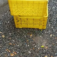 سبد فروشی ۵ عدد رودان