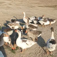 غاز طبیعی بزرگ شده در طبیعت|حیوانات مزرعه|قشلاق دشت, |دیوار