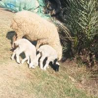 میش جوان دوقلو زا با دوبره ماده