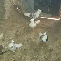 کبوتر نازار|پرنده|الشتر, |دیوار