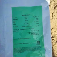 نشا پیاز نانهمز فروشی|گل و گیاه طبیعی|میناب, |دیوار