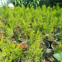 فروش لاوسون سطل ۳ و۴|گل و گیاه طبیعی|رامسر, |دیوار