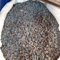 کشمش آفتابی۱