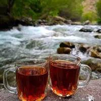 تور گردش گری|تور و چارتر|شیراز, دانشگاه شیراز|دیوار