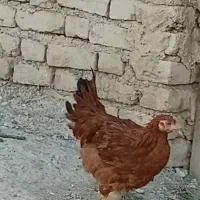 مرغ خروس ۸ ماهه