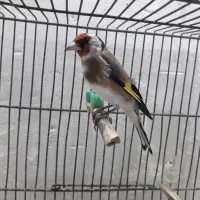 سره نر دوساله|پرنده|تهران, مسگرآباد|دیوار