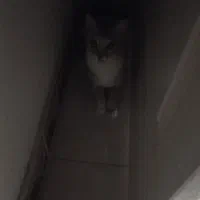 بچه گربه باهوش و زرنگ