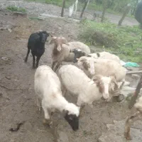 گوسفند زنده بره نر