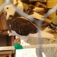 کبوتر شازده