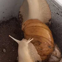 حلزون|خزنده|تهران, افسریه جنوبی|دیوار