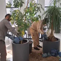 رسیدگی گل آپارتمانی ویزیتورتعویض خاک گلدان و باغچه