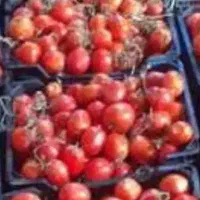 گوجه ربی  همراه با دستگاه آبگوجه گیری
