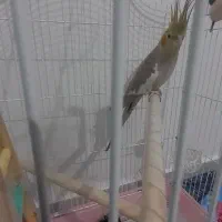 عروس هلندی ماده