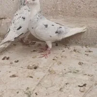 کبوتر کفتر شهرستانی المانی