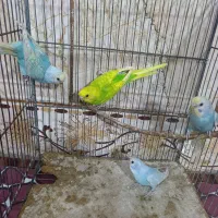 مرغ عشق رینبو اسپانگل جوان