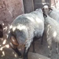 قوچ شاسی بلند دوقلو زا