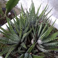 گل . گل های آپارتمانی و باغچه ای در گلدان