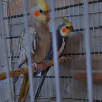 عروس هلندی مولد