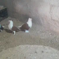 دو جفت ساده