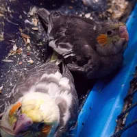 عروس هلندی مولد مطمئن|پرنده|شهریار, حصار ساتی|دیوار