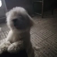 فروش سگ خانگی در فرخشهر|سگ|فرخشهر, |دیوار