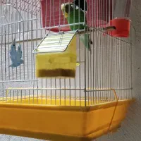 مرغ عشق باقفس|پرنده|پاکدشت, حصار امیر|دیوار