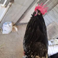 مرغ وخروس زینتی