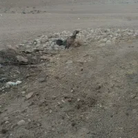 لاری ریشی جوان|حیوانات مزرعه|شهمیرزاد, |دیوار