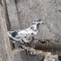 کفتر|پرنده|بندرعباس, |دیوار