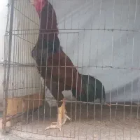 دو عدد خروس لاری اصیل