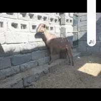 گیسه صلاله وبزمحلی داشتی وگوشتی چاق|حیوانات مزرعه|بندرعباس, |دیوار