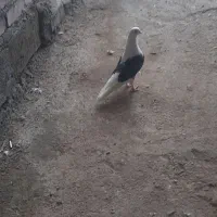 کفتر|پرنده|بوکان, |دیوار