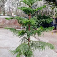 کاج مطبق آپارتمانی