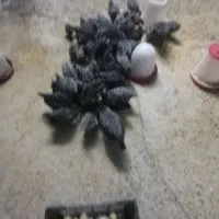 تخم مرغ نطفه دار امروک