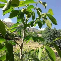 نهـال سـازگار  اقلــیــم مختـلف کشـور|خدمات باغبانی و درختکاری|ساوه, |دیوار