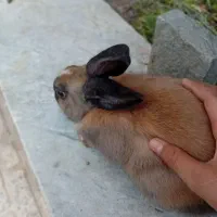 خرگوش|موش و خرگوش|کاشان, شریعتی|دیوار