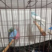یک جفت مرغ عشق
