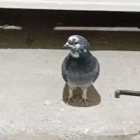 کبوترگرفتنی