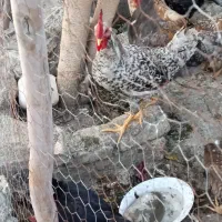 خروس|حیوانات مزرعه|گتوند, |دیوار