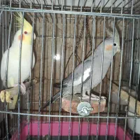 دو عدد عروس هلندی