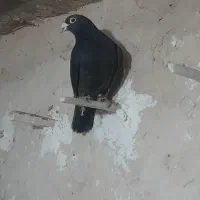 کبوتر|حیوانات|زیرکوه, |دیوار