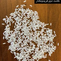 برنج کشت دوم فریدونکنار|خوردنی و آشامیدنی|یزد, |دیوار