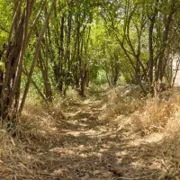 فروش زمین و باغ